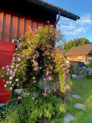 a white dog sitting in a field of flowers at Doppelzimmer in charmantem B&B in Hemberg