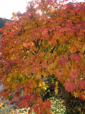 a tree with red and yellow leaves on it at Haus St.Michael in Dozwil