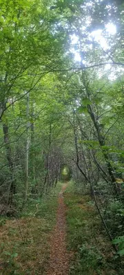 a dirt road through a forest with trees at Treffpunkt Heuwiese in Weite