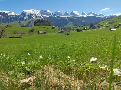 a green field with snow capped mountains in the background at Studio Bijou in Unterwasser