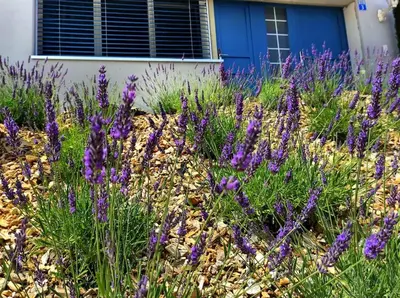 a field of purple flowers in front of a house at Sonniges Studio mit Aussicht in Oberegg