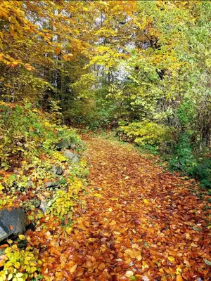a road covered in autumn leaves in the woods at Dachwhg an schöner Aussichtslage in Berneck