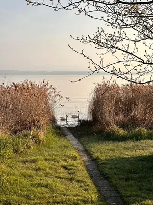 two geese walking along a path near a body of water at Haus am Seeufer mit Veranda in natürlicher Umgebung in Güttingen