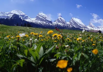 a field of flowers with mountains in the background at Berggasthaus Oberdorf in Wildhaus