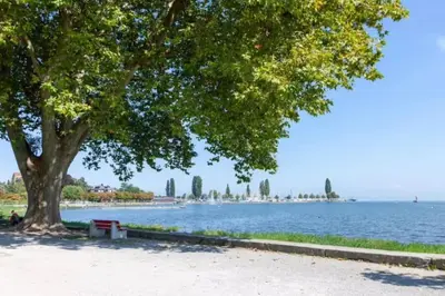 a tree with a bench next to a lake at Gemütliches Studio nahe Bodensee in Arbon