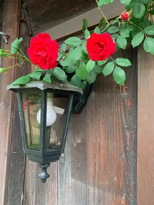 a lamp with red roses on a wooden wall at Private Apartment in Guesthouse Rosalie in Brunnadern