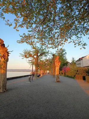 a street with trees on the side of a road at Bijou petit -mit Terrasse in Rorschach