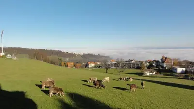 a herd of cows grazing in a field at Park in Heiden