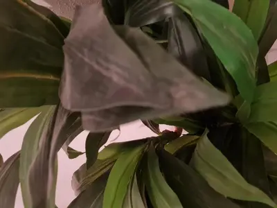 a close up of a plant with green leaves at Herberge Seeperle Bistro Rorschach in Rorschach