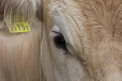 a close up of a cow with a yellow tag on its ear at B&B Hofgenuss in Ganterschwil