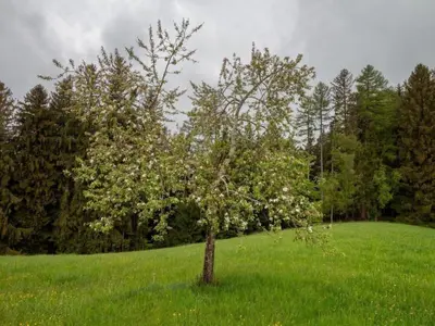 an apple tree in a field of green grass at Holiday Home Fromsenrüti by Interhome in Walzenhausen