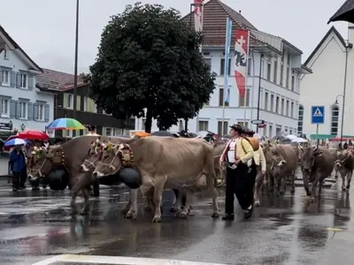 a herd of cows walking down a city street at Apartment im Dorf Urnäsch by Interhome in Urnäsch