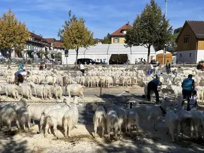 a large herd of sheep in a pen with people at Apartment im Dorf Urnäsch by Interhome in Urnäsch