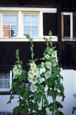 a plant with white flowers in front of a house at Holiday Home Ferien in der Vogelherd by Interhome in Wolfhalden