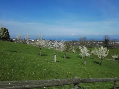 a group of trees in a field with a fence at Sunrise Apartment in Staad