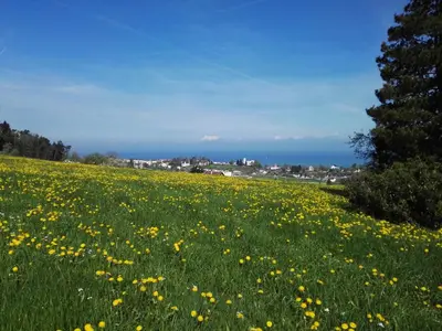 a field of yellow flowers in a green field at Sunrise Apartment in Staad