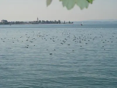 a flock of birds swimming in the water at Landgasthof Seelust in Egnach