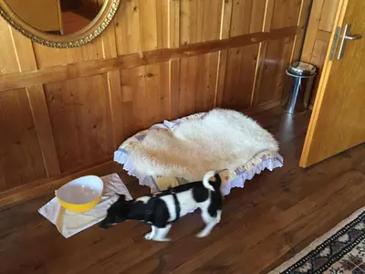 a dog standing on the floor next to a bowl at Wohlfühloase für Mensch und Hund in Uzwil