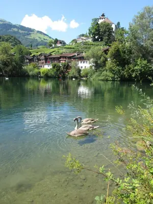 a couple of ducks swimming in a lake at B&B Am Büel in Sevelen