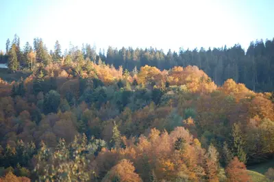 an aerial view of a forest of trees in autumn at Gasthaus Schäfli in Alt Sankt Johann