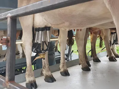 a group of cows are being milked in a machine at Ferien im Gugger in Nesslau