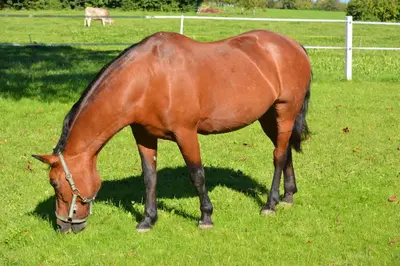 a brown horse grazing in a field of grass at Hof-Tschannen in Lengwil