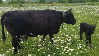 a black cow and a baby calf standing in a field of flowers at Bio Hof Moosburg am See mit Sauna in Güttingen