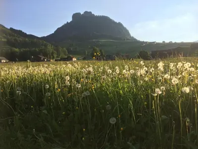 a field of flowers with a mountain in the background at Wies in Stein