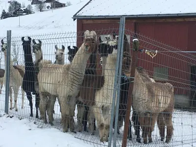 a group of sheep standing behind a fence in the snow at Ferienwohnung Haus am Bach in Toggenburg in Wildhaus