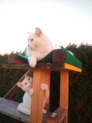 a cat sitting on top of a wooden structure at B&B Im Bitzi in Zuzwil