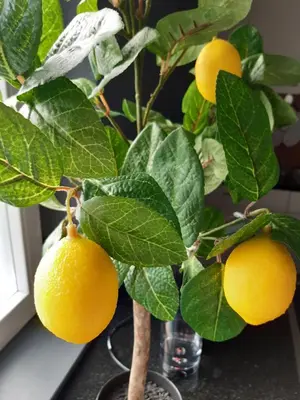 a lemon tree in a vase on a table at Rome Apartment in Rheineck