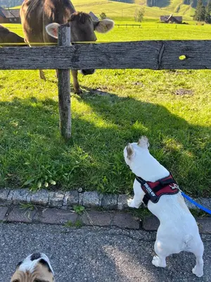 a dog on a leash looking at a cow at Beautiful holiday apartment in Wildhaus Toggenburg in Wildhaus