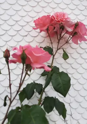 a group of pink flowers on a white wall at Ferienwohnung Florida in Stein